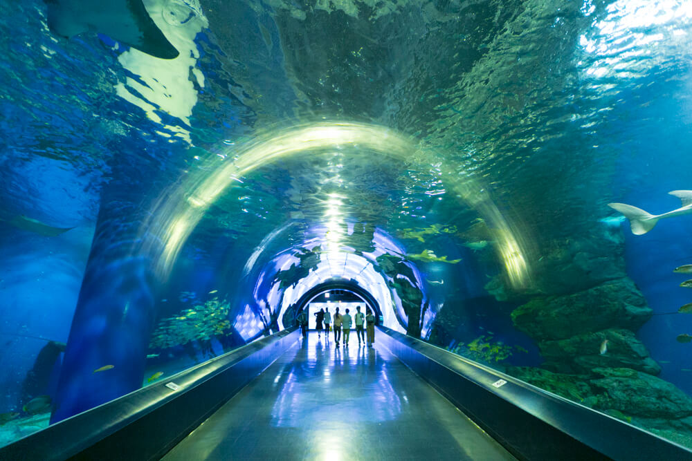 アクアパーク品川の海中トンネル「ワンダーチューブ」を撮影した写真