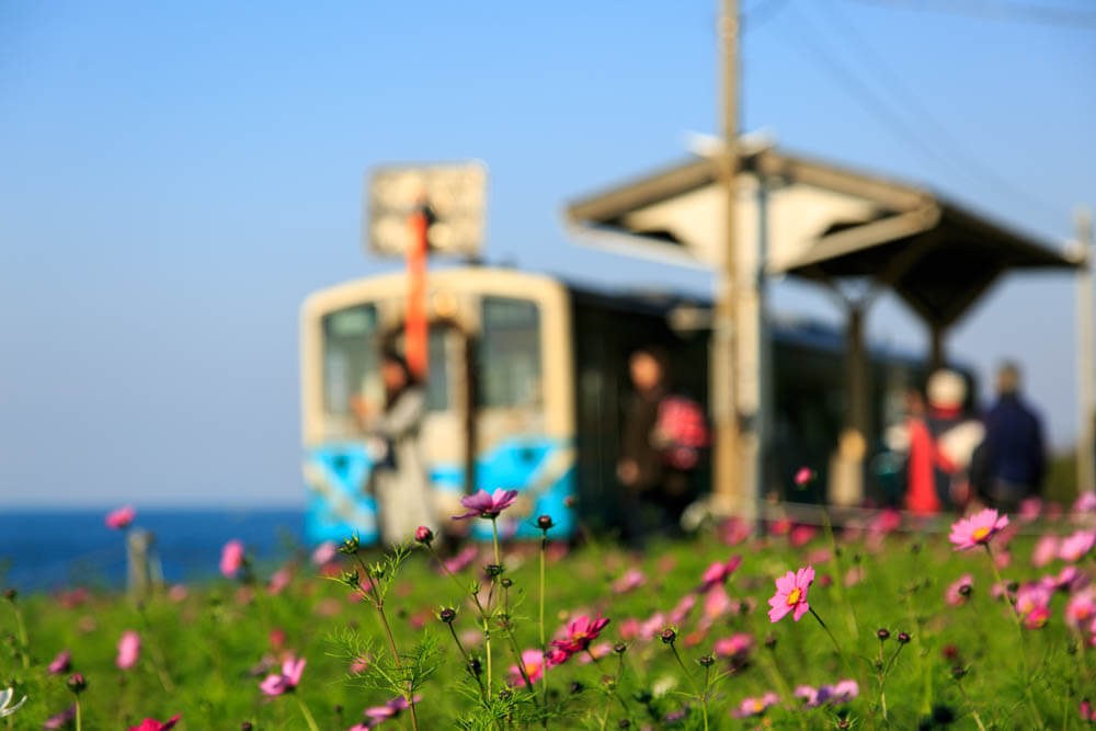 下灘駅に咲いたコスモスの花の写真