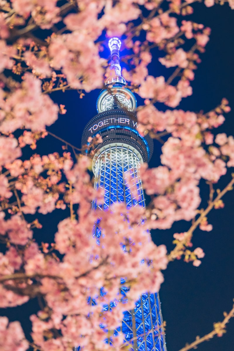 東武橋から撮影した河津桜とスカイツリー