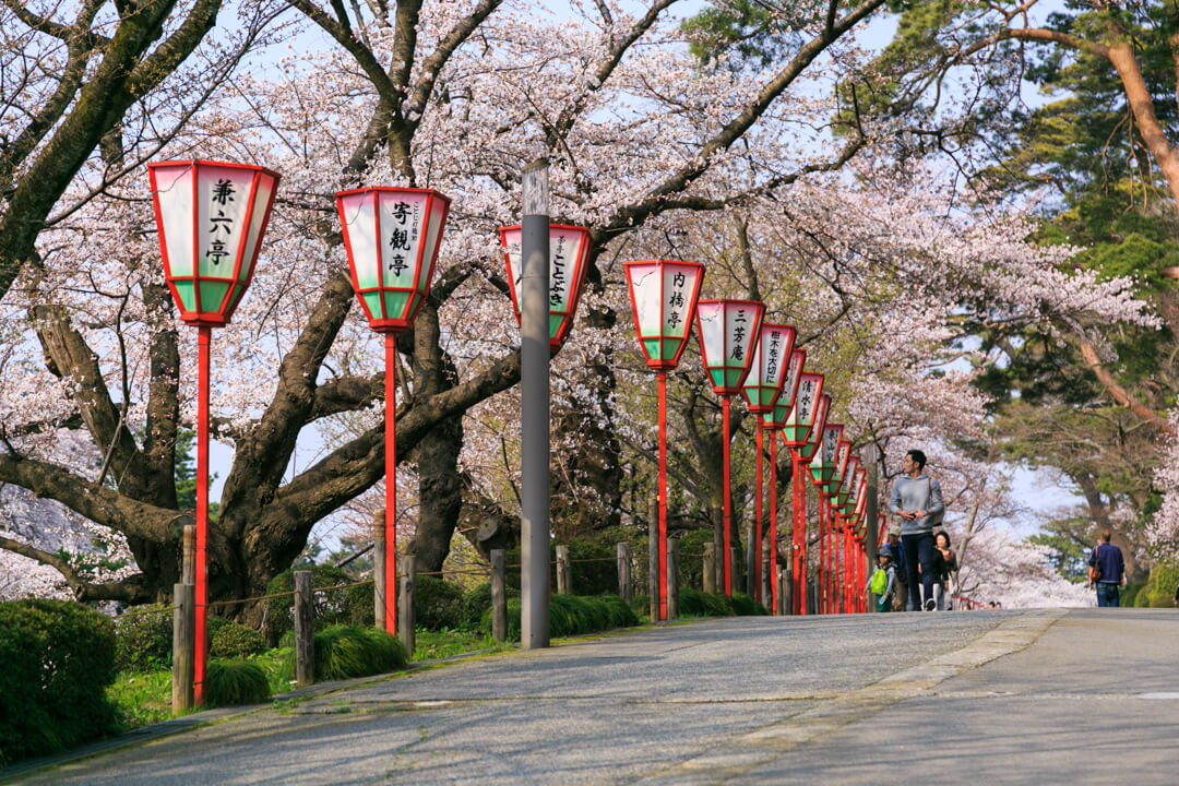 兼六園のそばに咲く桜の写真