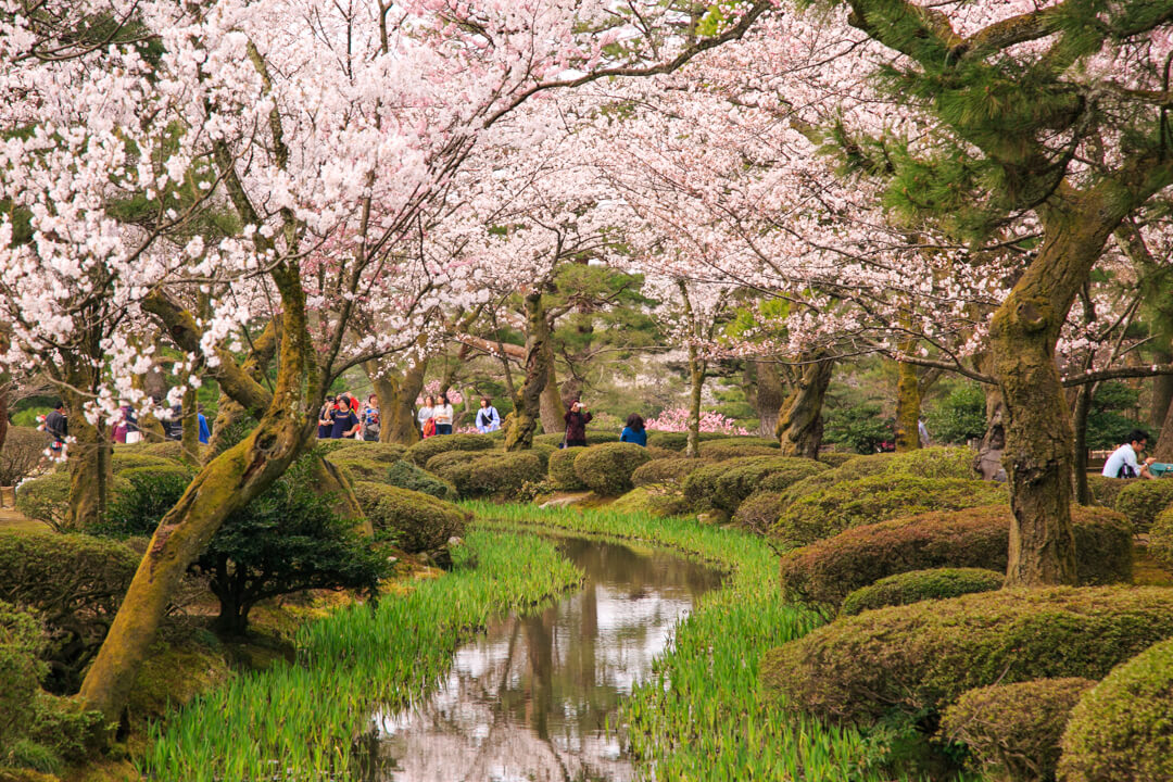 日本三名園兼六園の桜の写真