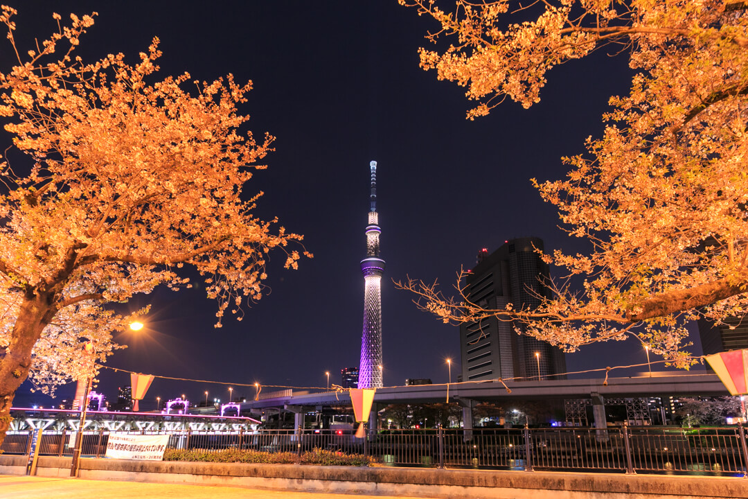隅田公園から撮影した東京スカイツリーと夜桜の写真