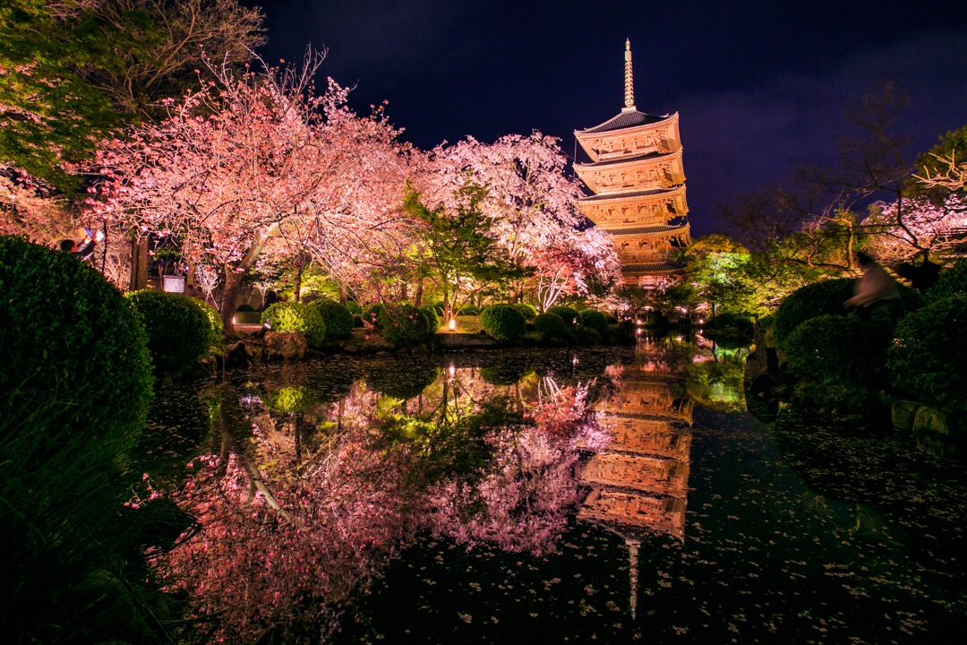 東寺と夜桜の写真