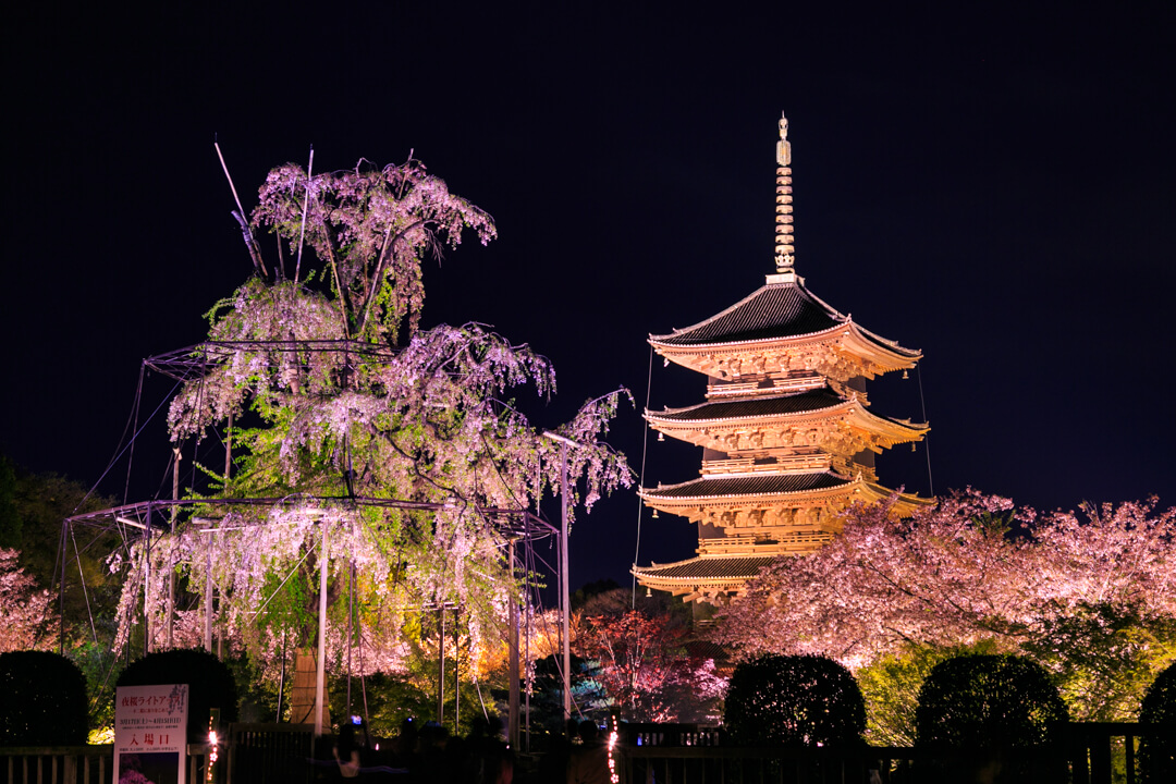 東寺と不二桜の写真
