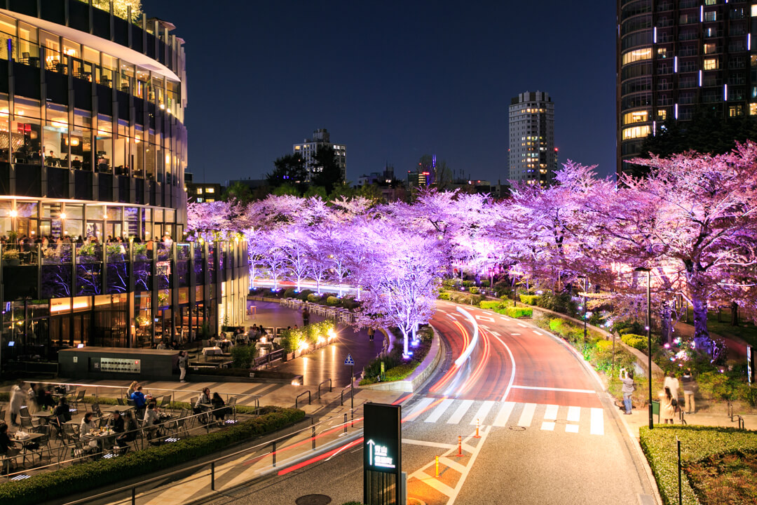 東京ミッドタウンの桜のイルミネーションの写真