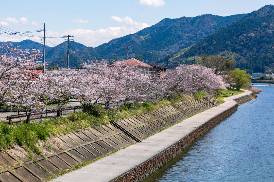 萩・橋本川に咲く桜並木