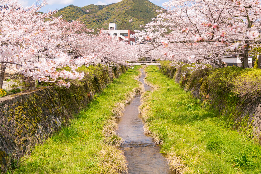 桜満開の一の坂川