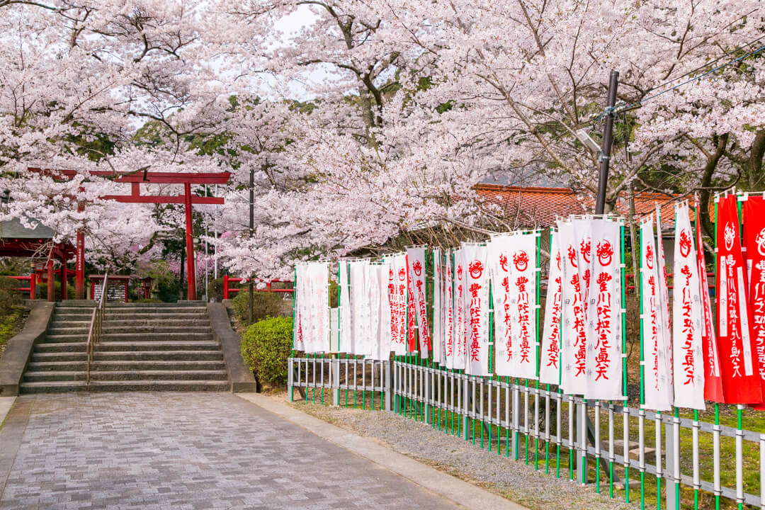 桜満開の大寧寺